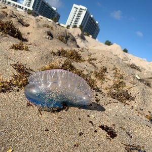 Meet your Posher, Riley